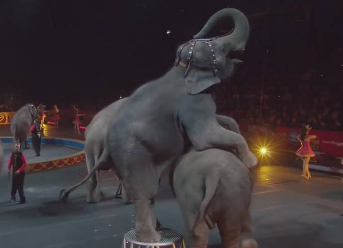 Elephants (Ringling Bros. and Barnum and & Bailey Circus/YouTube)