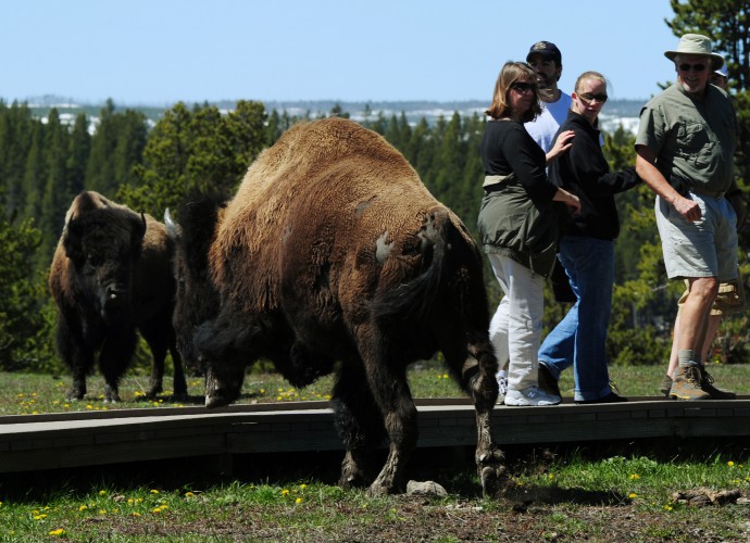 Bison Attack In Yellowstone Park