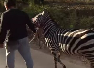 Zebras escape a circus in Philadelphia