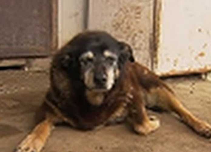 Maggie, The World's Oldest Dog