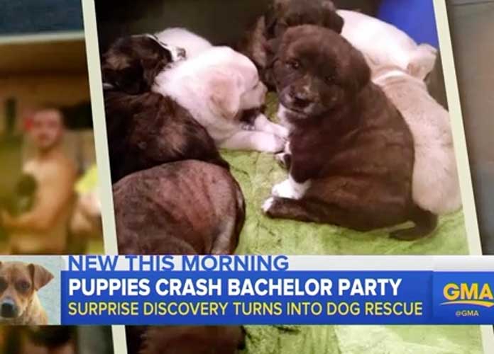 Puppies found during Bachelor Party