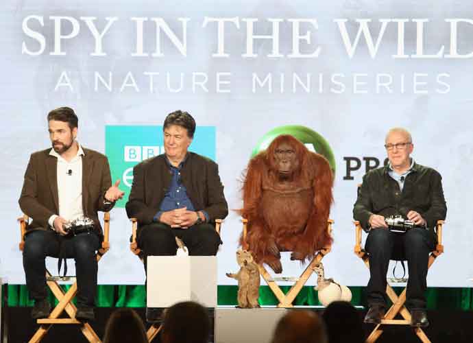 PASADENA, CA - JANUARY 16: (L-R) Series producer Philip Dalton, executive producer John Downer and series executive producer Fred Kaufman with animatronic spy creatures of 'SPY IN THE WILD, A NATURE MINISERIES' speak onstage during the PBS portion of the 2017 Winter Television Critics Association Press Tour at Langham Hotel on January 16, 2017 in Pasadena, California. (Photo by Frederick M. Brown/Getty Images)