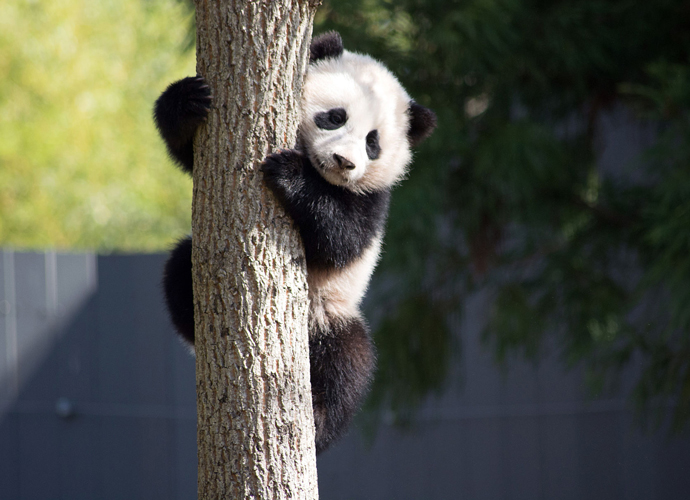 Bao Bao The Panda Goes To China To Breed