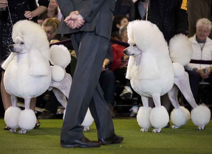 NEW YORK, NY - FEBRUARY 13: Standard Poodles are judged during competition at the 141st Westminster Kennel Club Dog Show, February 13, 2017 in New York City. There are 2874 dogs entered in this show with a total entry of 2908 in 200 different breeds or varieties, including 23 obedience entries. (Photo by Drew Angerer/Getty Images)