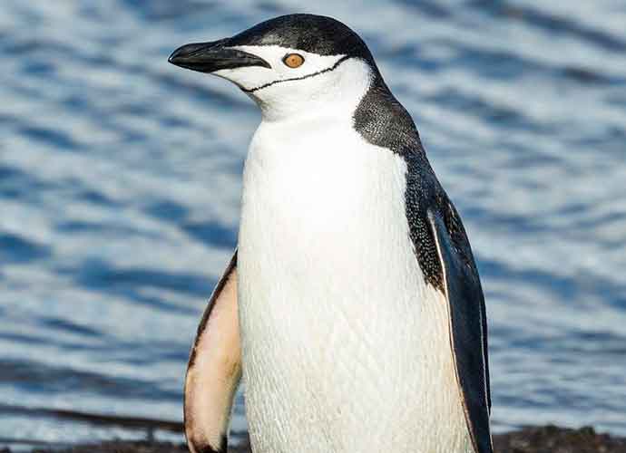 South Shetland 2016 Deception Island Chinstrap Penguin