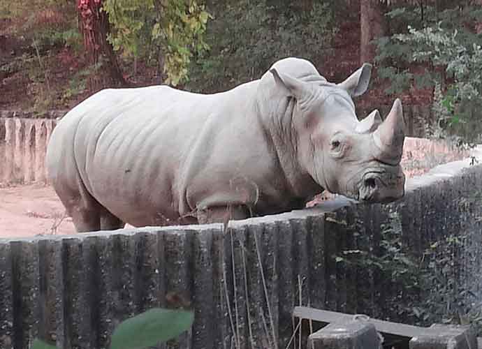White rhinoceros in Seoul, Korea zoo