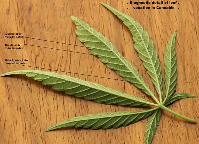 Cannabis Sativa Leaf (Image: Wikimedia)