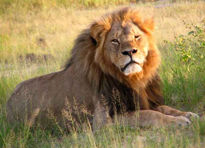 Cecil the Lion at Hwange National Park
