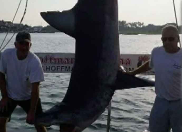 Men Who Caught 926-Pound, 12-Foot Shark Won't Be Named Record Holders
