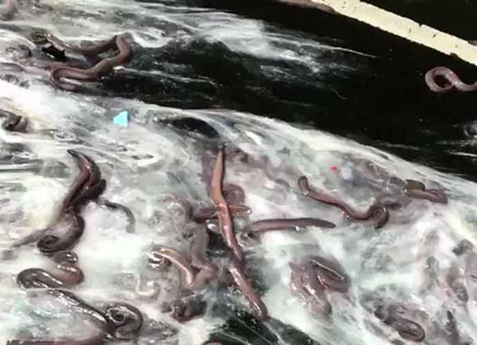 Slime Eels Cover Oregon Road In Slime, Shut Down Highway