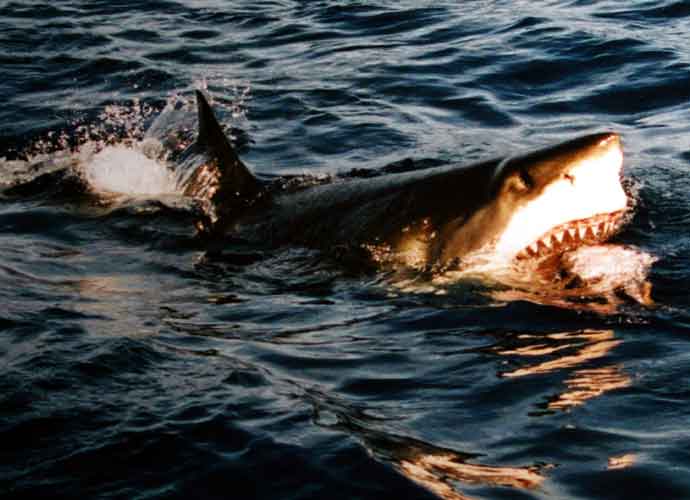 Surfacing Great White Shark