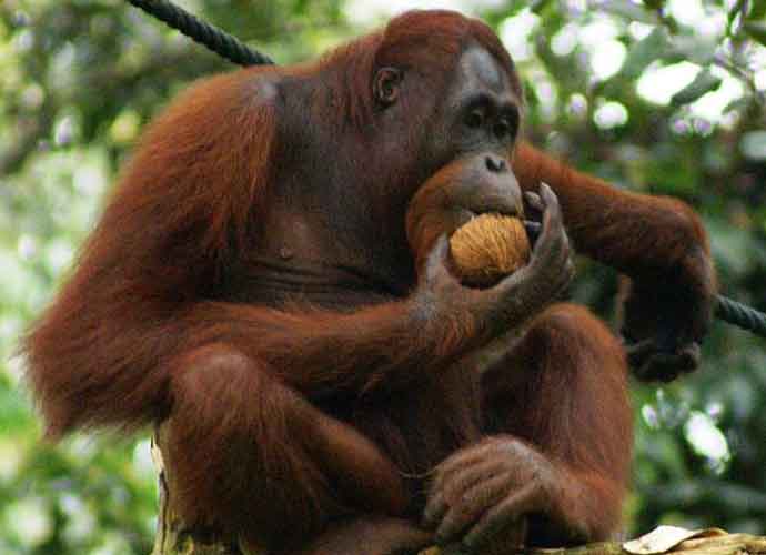 Orangutan in Semenggok Forest Reserve, Sarawak, Borneo, Malaysia