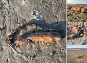 Mysterious Fanged Sea Creature Washes Up On Shore After Hurricane Harvey