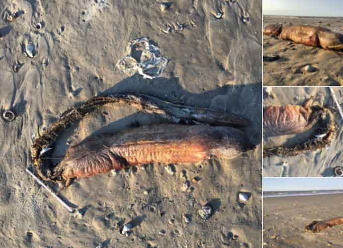 Mysterious Fanged Sea Creature Washes Up On Shore After Hurricane Harvey