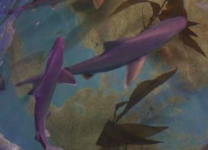 10 Sharks Found In Basement Pool Of New York Home