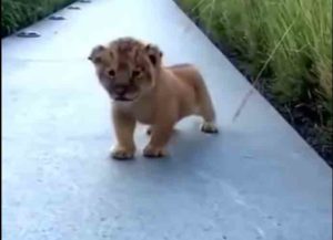 YouTube Lion Cub