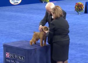 National Dog Show 2017: Newton, The Brussels Griffon, Wins Best In Show [Winners List]