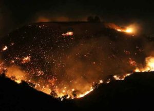 A burning oak is seen in Placerita Canyon at the Sand Fire on July 24, 2016 in Santa Clarita, California. Triple-digit temperatures and dry conditions are fueling the wildfire, which has burned across at least 32,000 acres so far and is only 10% contained.