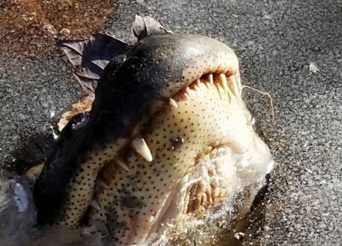 Alligator Survival via Shallotte River Swamp Park Facebook Page
