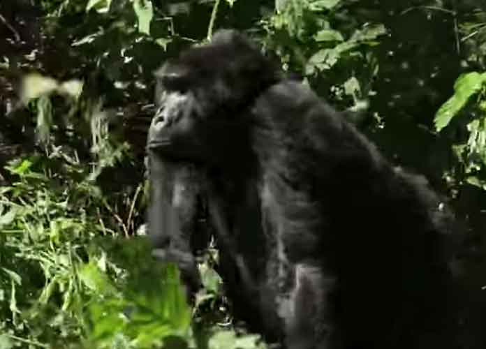 Koko, sign-language-learning gorilla, dies at 46