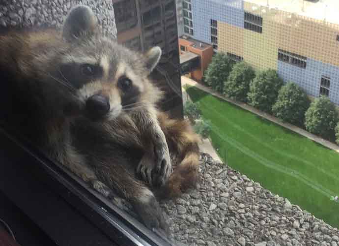 Skyscraper-Climbing Raccoon In St. Paul Is Safe - Internet Is Thrilled