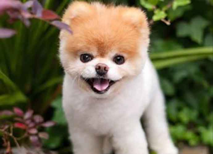 Boo, World's Cutest Dog, Dead At 12