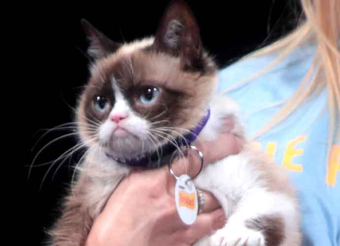 Grumpy Cat, The Internet's Favorite Cat, Dies At Age 7