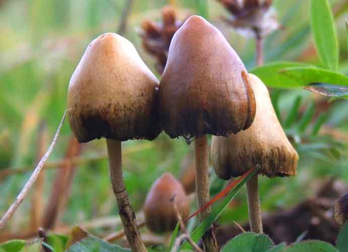 Magic Mushrooms (Image: Getty)