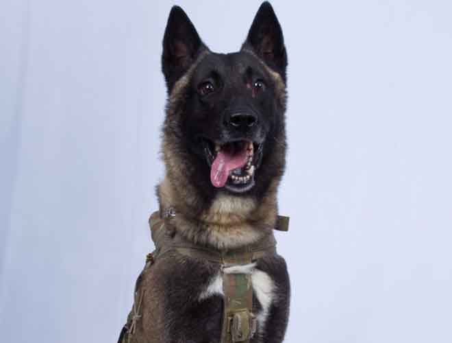 Dog Who Assisted In Raid That Ended In Death Of ISIS Leader Abu Bakr Al-Baghdadi Raid Returns To Duty