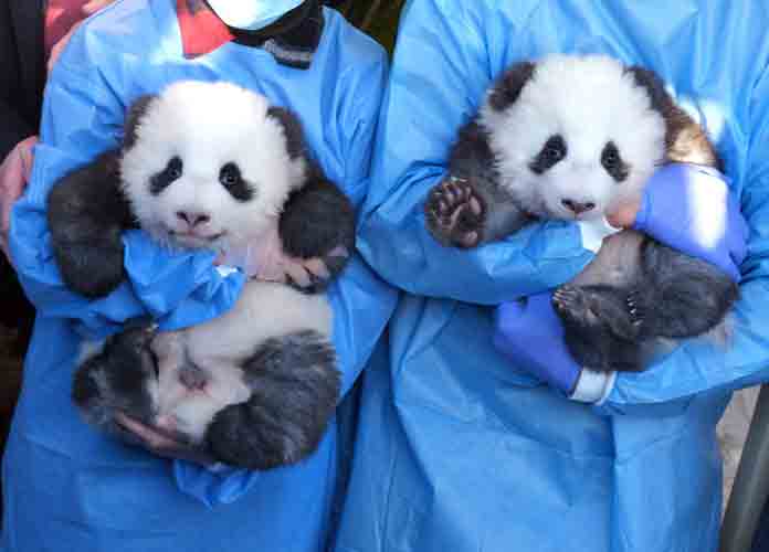 BERLIN, GERMANY - DECEMBER 09: Zookeepers hold baby male pandas Meng Yuan and Meng Xiang during the pandas' first presentation to the media at Zoo Berlin on December 09, 2019 in Berlin, Germany. The two were born at the zoo 100 days ago and today, as part of Chinese panda tradition, was their first day their names were publicly announced.