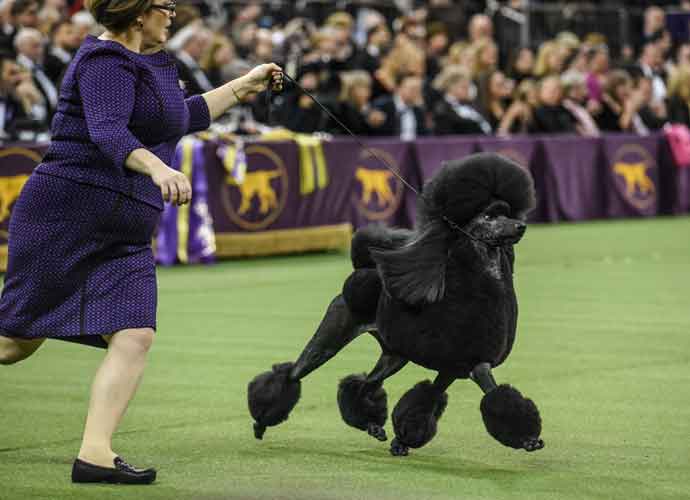 WNEW YORK, NY - FEBRUARY 11: A Standard Poodle named Siba wins Best in Show during the annual Westminster Kennel Club dog show on February 11, 2020 in New York City. The 144th annual Westminster Kennel Club Dog Show brings more than 200 breeds and varieties of dog into New York City for the the competition which began Saturday and ends Tuesday night in Madison Square Garden with the naming of this year's Best in Show.