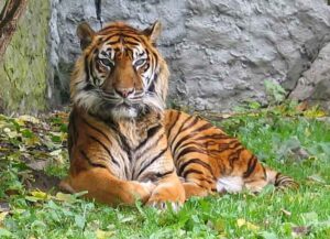 Tiger At The Bronx Zoo Becomes First Big Cat To Come Down With Coronavirus