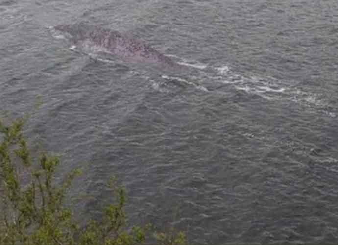 Photos The Loch Ness Monster 'Spotting' Trend On Social Media, Some Suggest They're Photoshopped