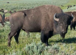 American Bison in Yellowstone National Park (Image: Wikimedia)