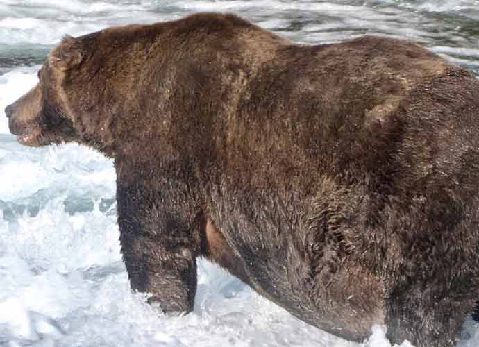Wide-Bodied Bear, Dubbed '747,' Named Alaska's Fattest Bear