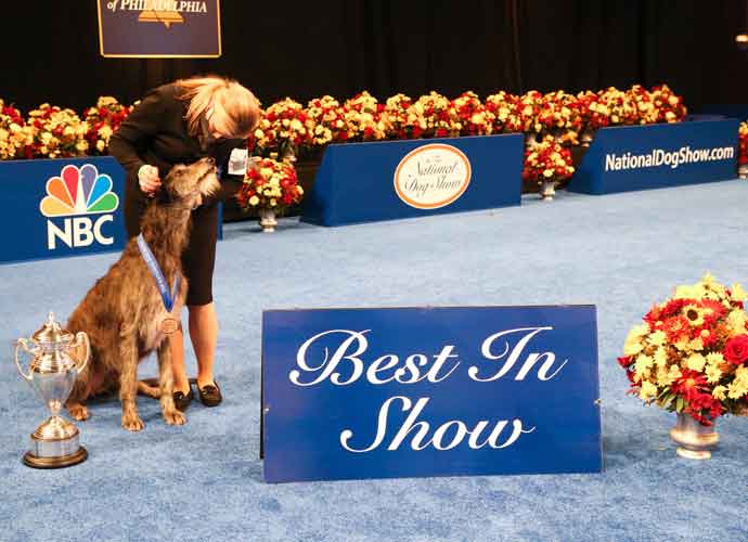 Scottish Deerhound Claire Wins Best In Show At National Dog Show