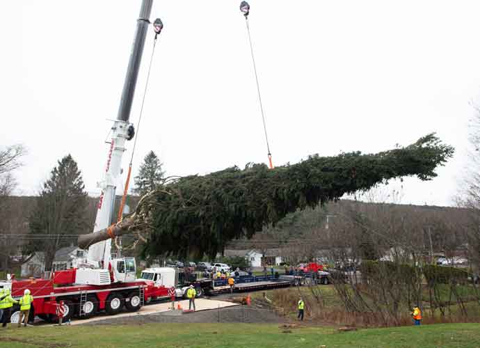ONEONTA, NEW YORK - NOVEMBER 12: Workers prepare the 75-Foot Tall Norway Spruce Tree for transportation to New York City donated by Daddy Al's General Store on November 12, 2020 in Oneonta, New York.