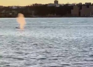 WATCH: Humpback Whale Spotted Near Statue of Liberty