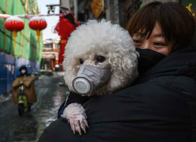 BEIJING, CHINA - FEBRUARY 07: A Chinese woman holds her dog that is wearing a protective mask as well as they stand in the street on February 7, 2020 in Beijing, China. The number of cases of a deadly new coronavirus rose to more than 31000 in mainland China Friday, days after the World Health Organization (WHO) declared the outbreak a global public health emergency. China continued to lock down the city of Wuhan in an effort to contain the spread of the pneumonia-like disease which medical experts have confirmed can be passed from human to human. In an unprecedented move, Chinese authorities have put travel restrictions on the city which is the epicentre of the virus and municipalities in other parts of the country affecting tens of millions of people. The number of those who have died from the virus in China climbed to over 636 on Friday, mostly in Hubei province, and cases have been reported in other countries including the United States, Canada, Australia, Japan, South Korea, India, the United Kingdom, Germany, France and several others. The World Health Organization has warned all governments to be on alert and screening has been stepped up at airports around the world. Some countries, including the United States, have put restrictions on Chinese travellers entering and advised their citizens against travel to China. (Image: Getty)