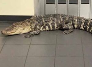 Alligator Found In Lobby Of A Florida Post Office (Image: Hernando County)