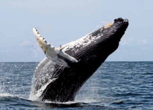 Humpback whale (Image: Wikimedia)