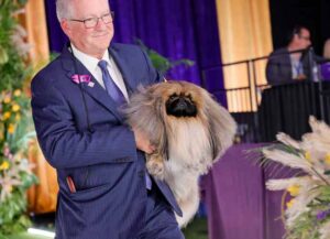 TARRYTOWN, NEW YORK - JUNE 13: Wasabi the Pekingese, with handler/owner David Fitzpatrick, wins Best in Show at the 145th Annual Westminster Kennel Club Dog Show on June 13, 2021 in Tarrytown, New York. Spectators are not allowed to attend this year, apart from dog owners and handlers, because of safety protocols due to Covid-19. (Photo by Michael Loccisano/Getty Images)