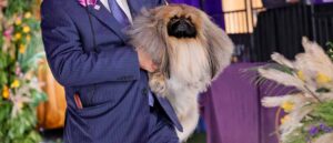 TARRYTOWN, NEW YORK - JUNE 13: Wasabi the Pekingese, with handler/owner David Fitzpatrick, wins Best in Show at the 145th Annual Westminster Kennel Club Dog Show on June 13, 2021 in Tarrytown, New York. Spectators are not allowed to attend this year, apart from dog owners and handlers, because of safety protocols due to Covid-19. (Photo by Michael Loccisano/Getty Images)