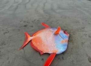 Rare Colorful 100-Pound Opah Fish Washes Up On Oregon Coast (Image: Instagram)