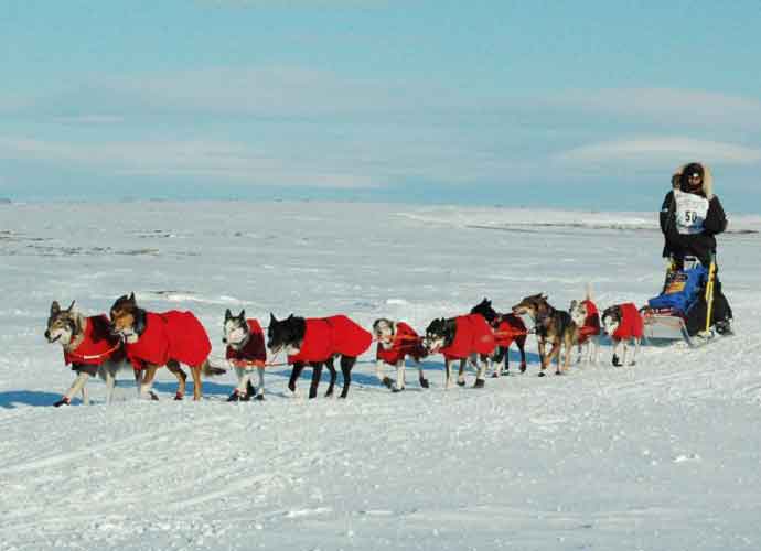 Robert Sorlie & Iditarod team (Image: Wikimedia)