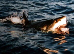 Surfacing great white shark (Image: Wikimedia)