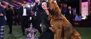 TARRYTOWN, NEW YORK - JUNE 22: Heather Buehner and Trumpet the Bloodhound sit in the winners circle after winning Best in Show at the annual Westminster Kennel Club dog show at the Lyndhurst Estate on June 21, 2022 in Tarrytown, New York. The 146th Annual Westminster Kennel Club Dog show will feature over 3,500 dogs with over 200 breeds competing in three different competitions. The Best in Show dog was at announced at the conclusion of the event on Wednesday night. (Photo by Michael M. Santiago/Getty Images)