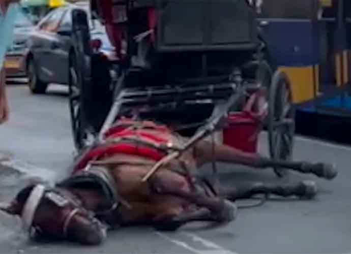 Ethics Of Carriage Horses Debated After Horse Collapses In New York City