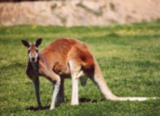 Male kangaroo in Australian zoo (Image: Wikimedia)