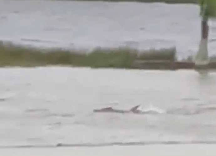 Shark swims in Fort Meyers, Florida (Image: Twitter)